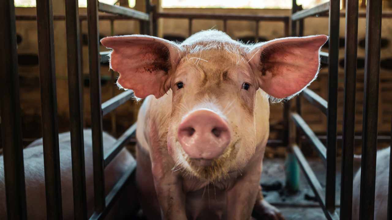 FBI Seizes $2.5M in Crypto From Thailand-Based Pig Butchering Scam Targeting Americans post image